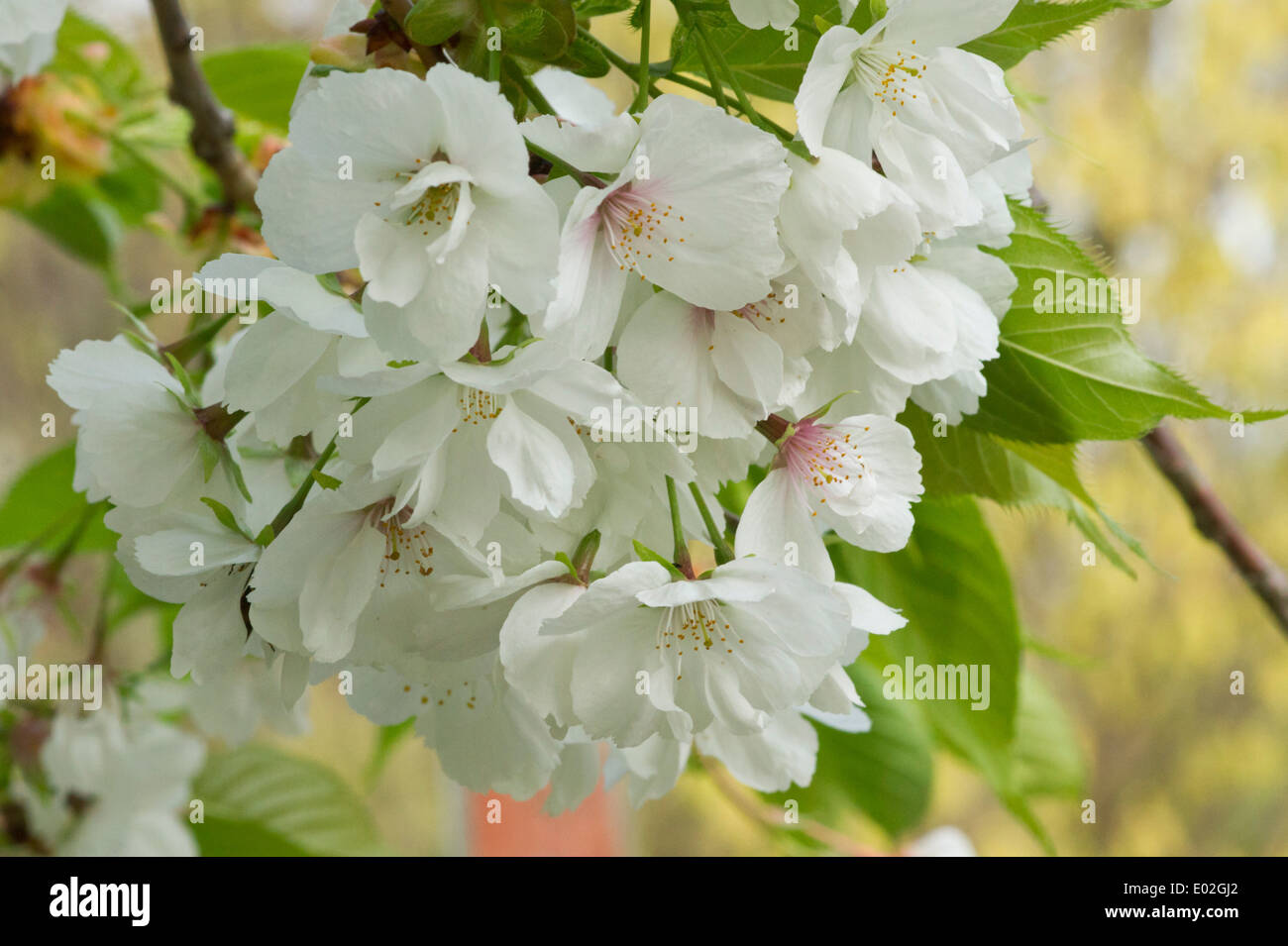 Prunus serrulata blossoms Stock Photo