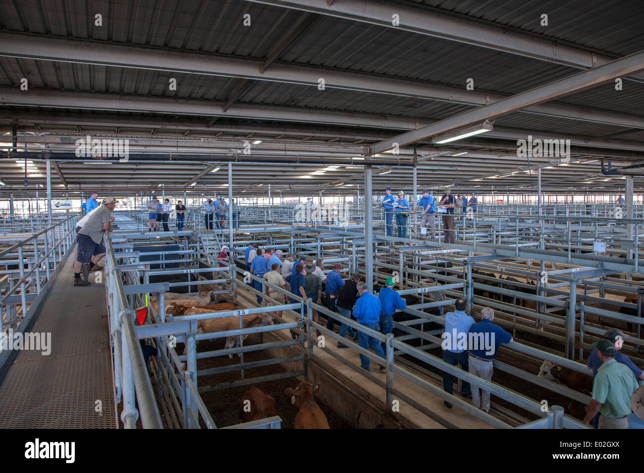 Muchea Livestock Market on cattle day Western Australia Stock Photo Alamy
