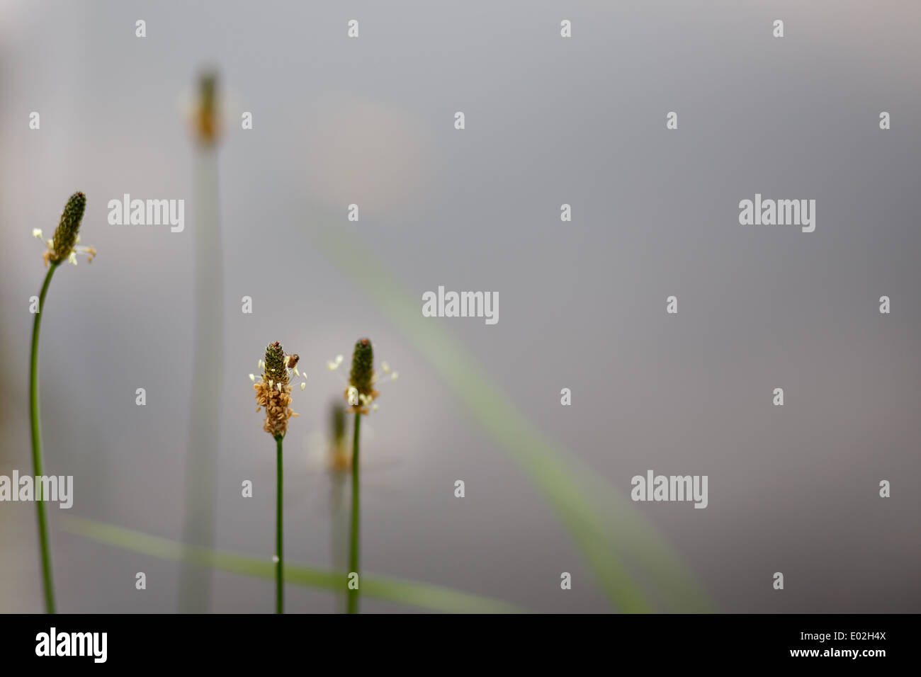 tranquil scene with plantain behind pond with shallow focus Stock Photo