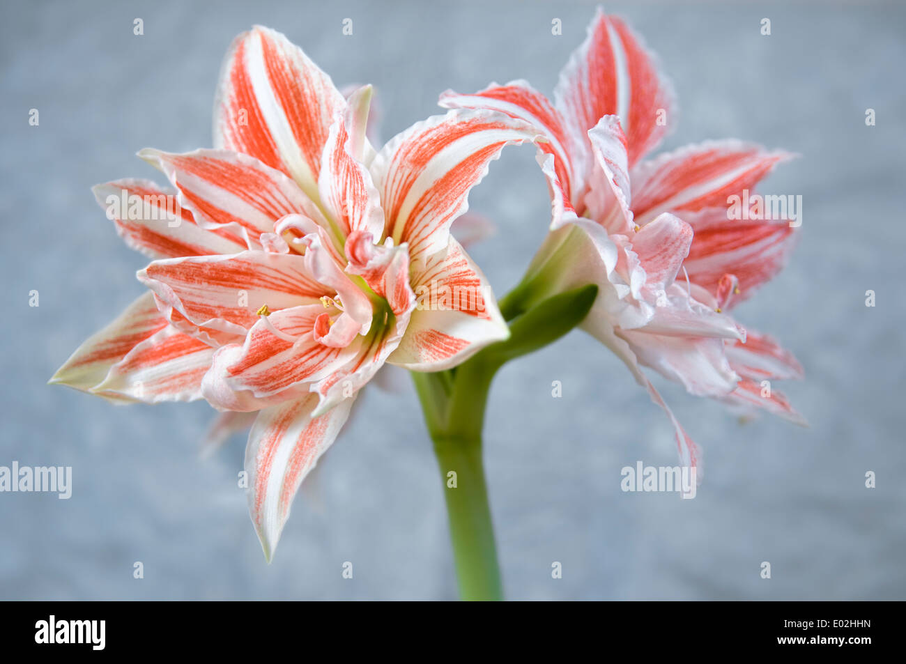 Amaryllis, dancing queen, double flowering Stock Photo
