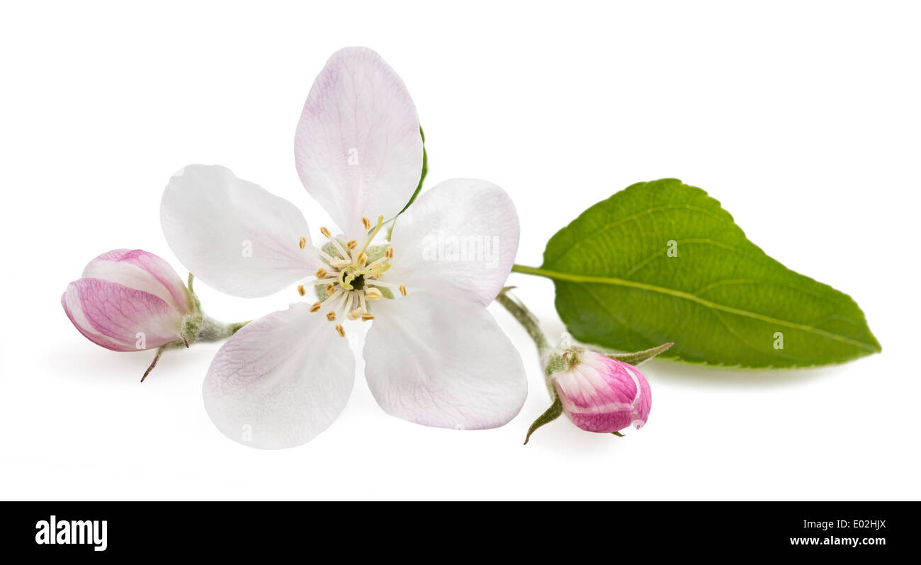 Apple Flowers with buds isolated on white Stock Photo