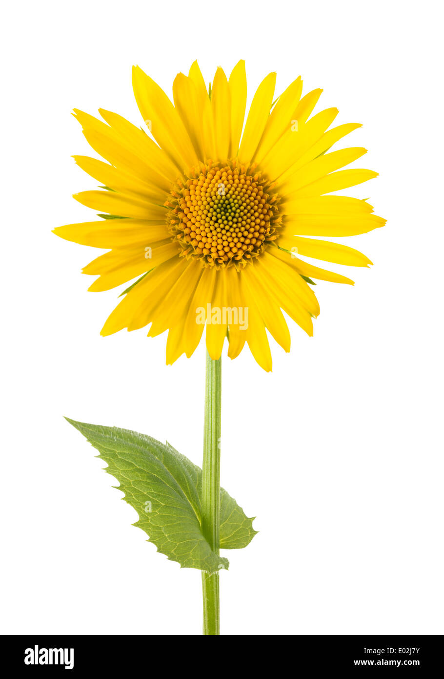 Yellow Daisy flower isolated on white background Stock Photo - Alamy