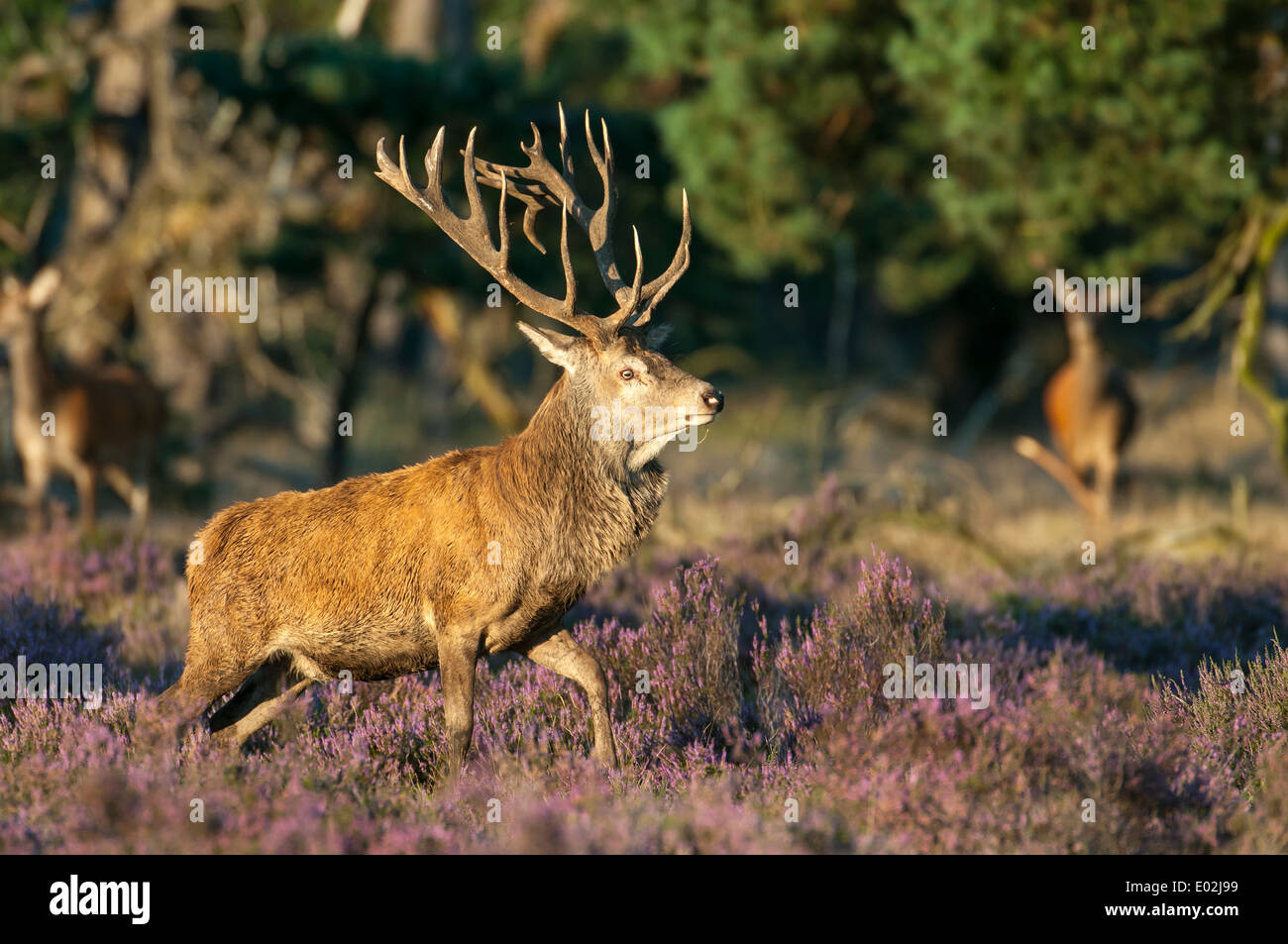 male red deer at rut, cervus elaphus, the hoge veluwe national park, hoenderloo, gelderland, netherlands, europe Stock Photo