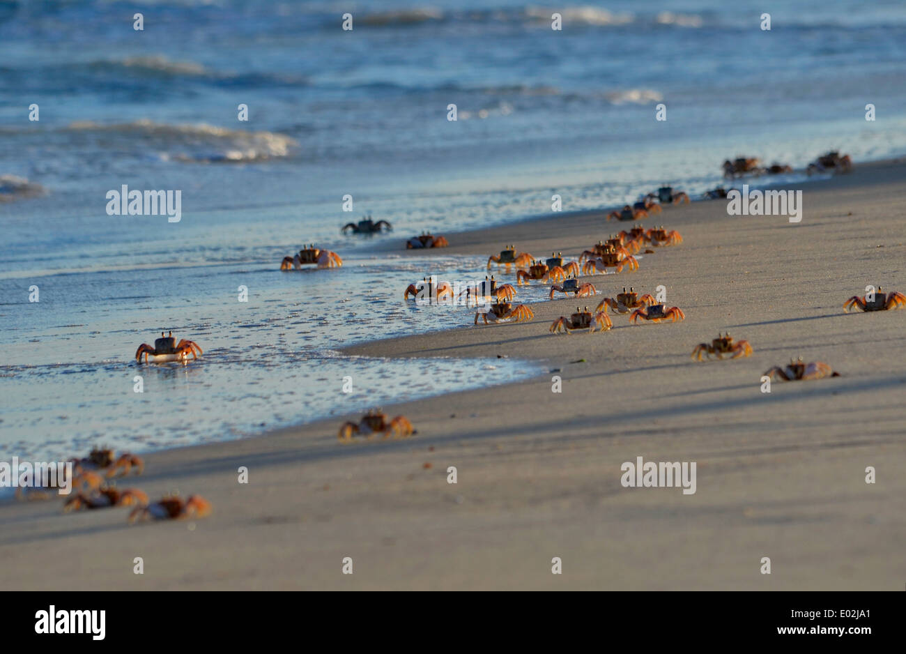 Africa, Mozambique, Ghost crab (Ocypode rideri) Stock Photo