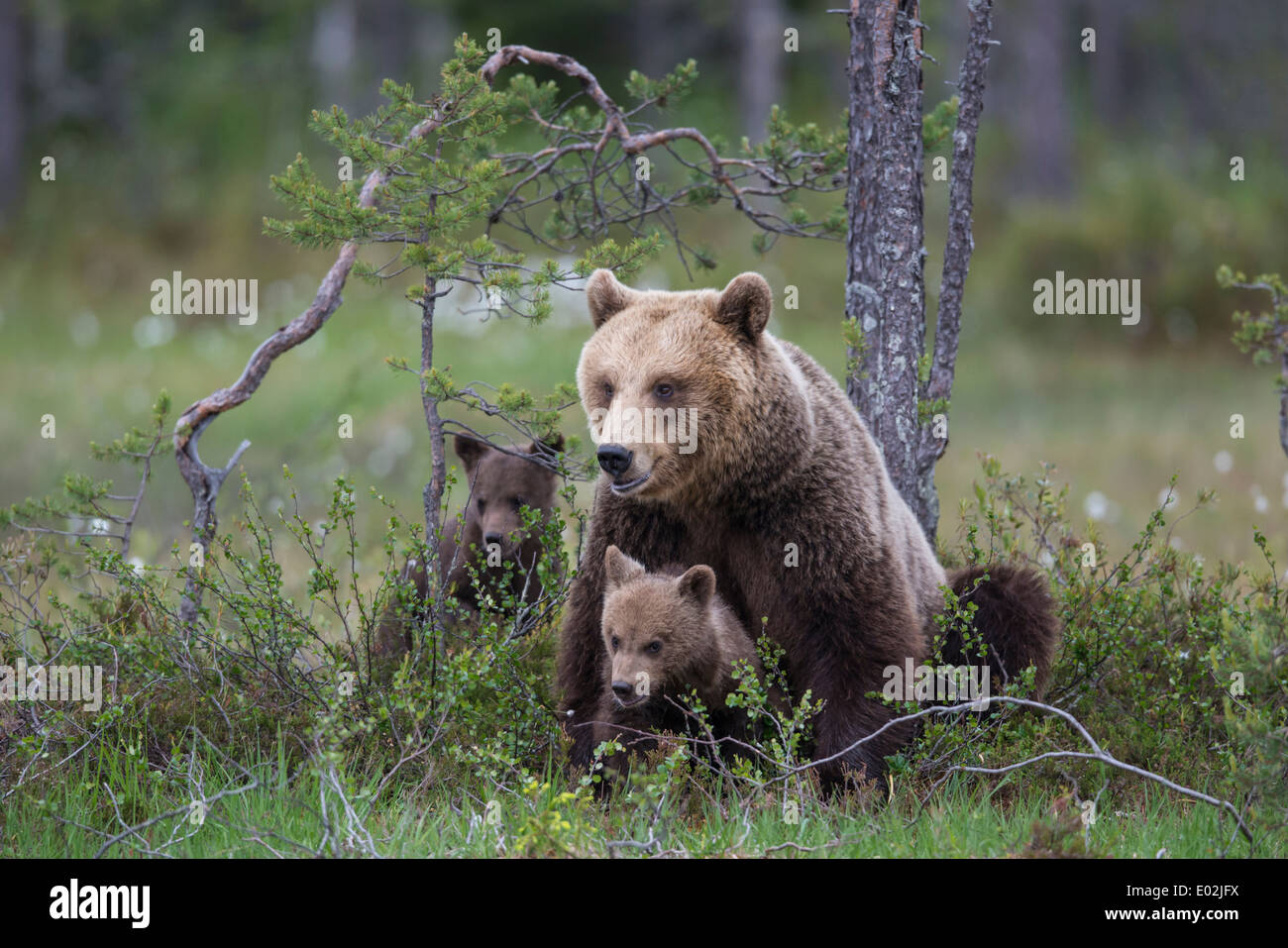 female brown bear with juveniles, ursus arctos, kuhmo, finland Stock Photo