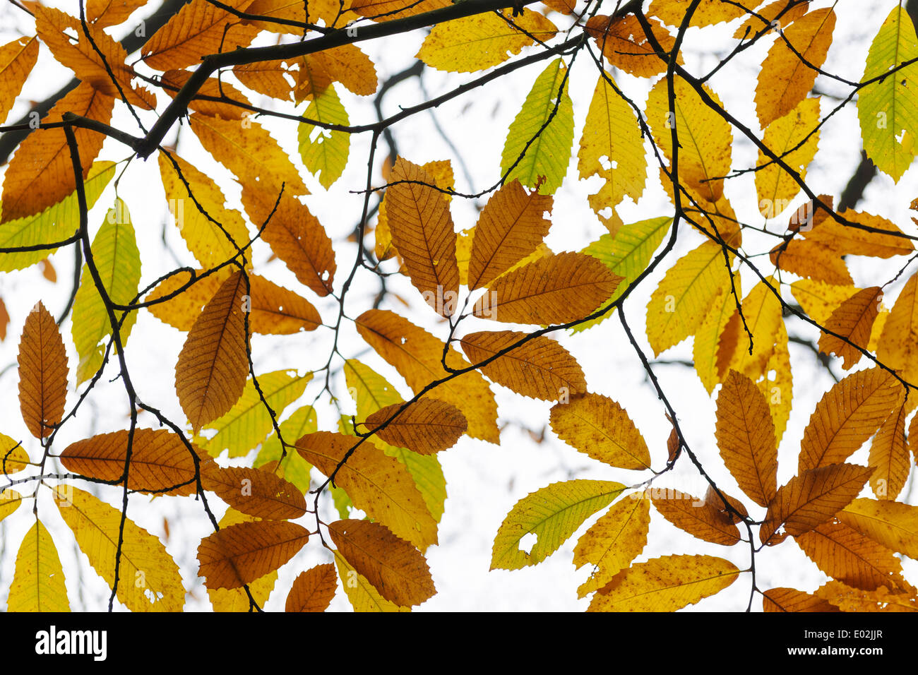 autumnal leaves Stock Photo