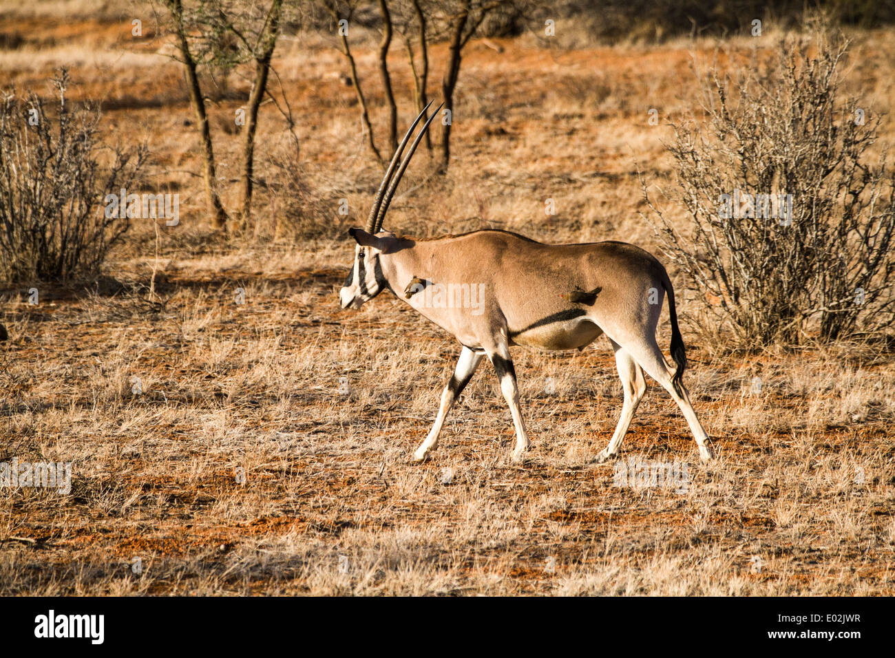 Oryx Horn High Resolution Stock Photography and Images - Alamy