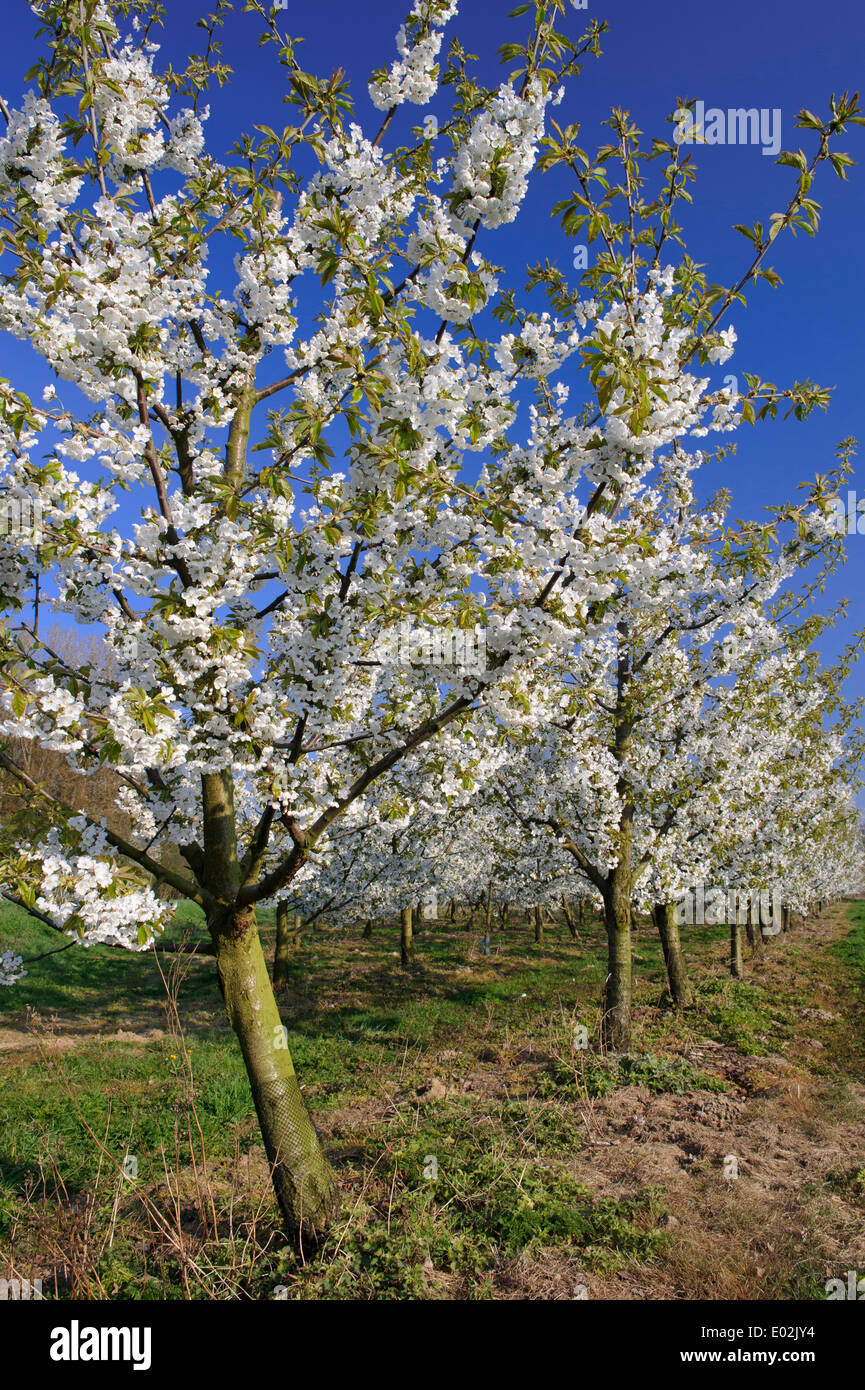 apple plantation in vechta-langfoerden, vechta district, niedersachsen, germany Stock Photo