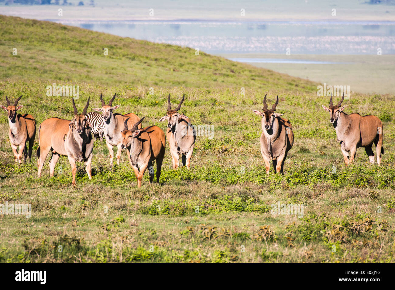 Herd of Common eland (Taurotragus oryx) Photographed in Ngorongoro Conservation Area (NCA) Tanzania Stock Photo