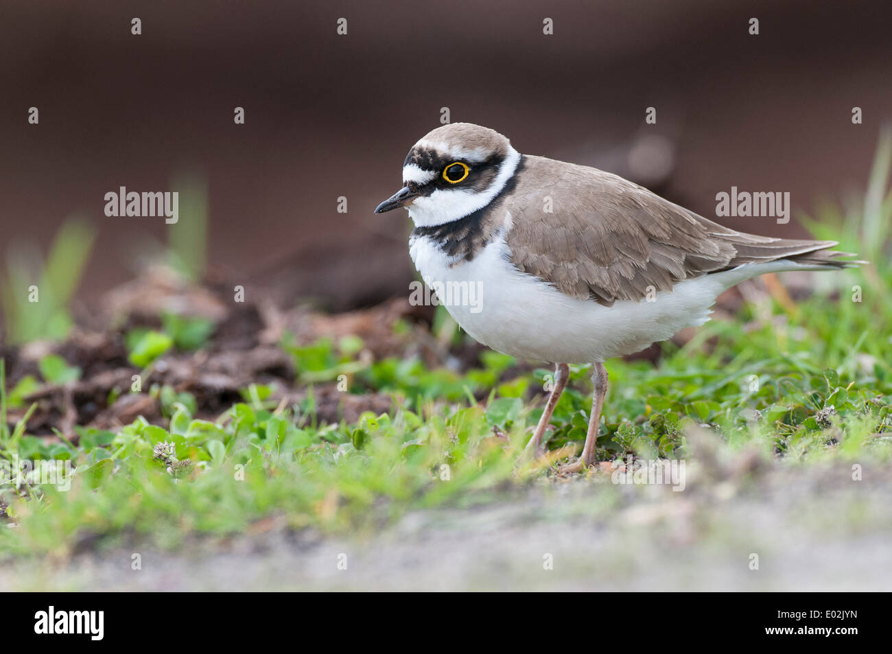 little ringed plover, charadrius dubius, goldenstedter moor, niedersachsen, lower saxony, germany Stock Photo