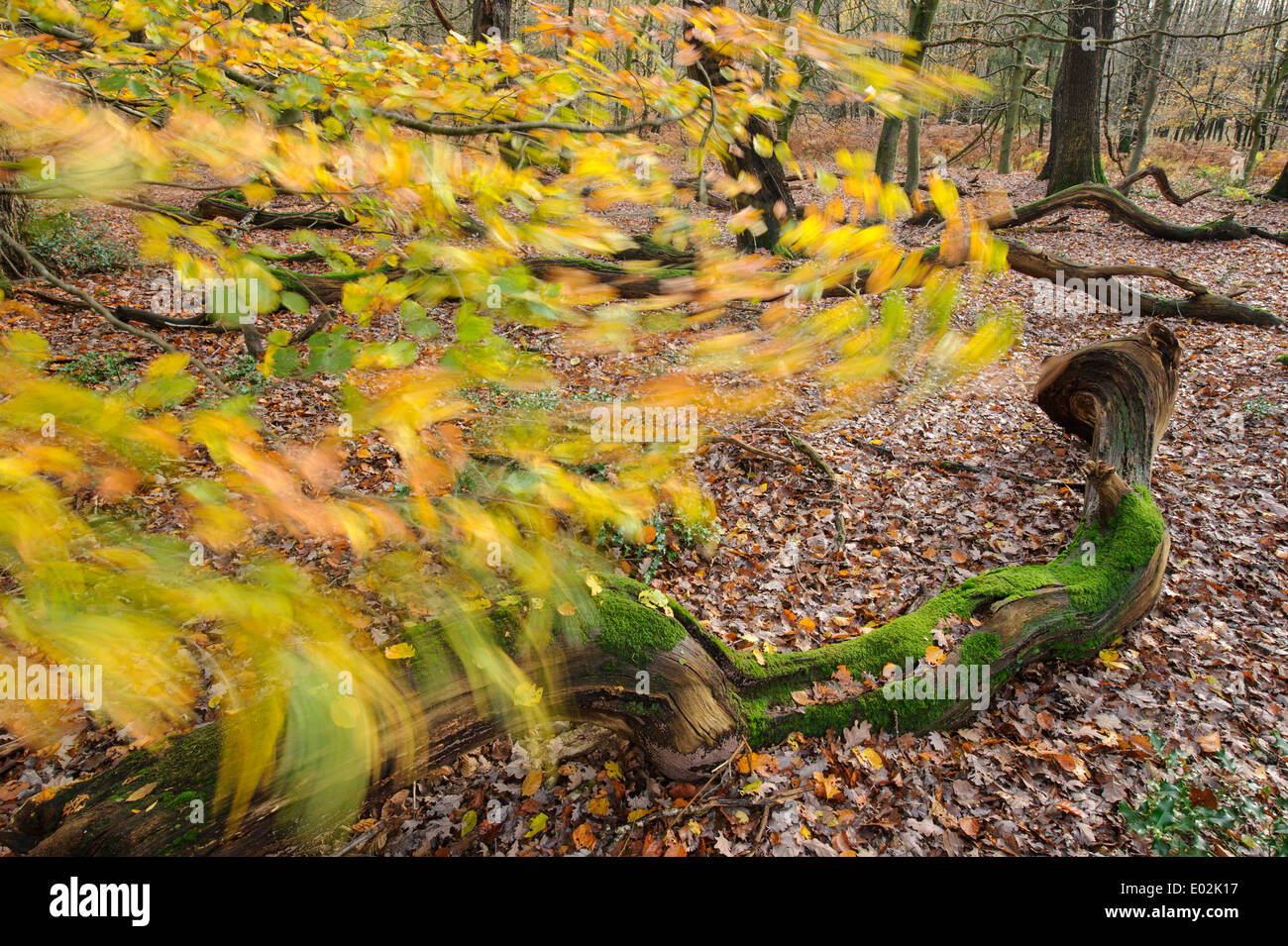 deadwood in herrenholz nature reserve, vechta district, niedersachsen, germany Stock Photo