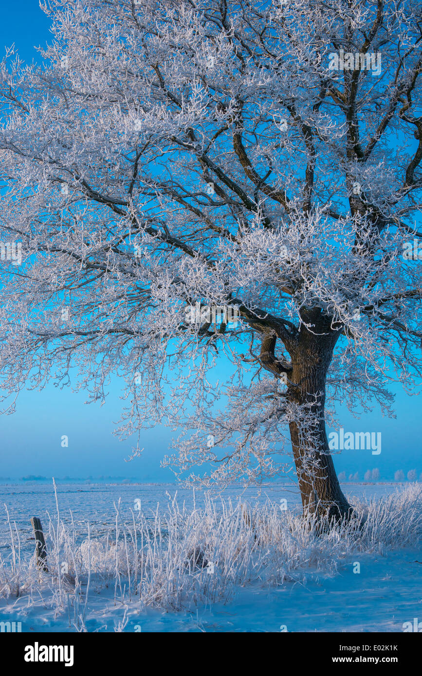 Oak tree winter blue sky hi-res stock photography and images - Alamy