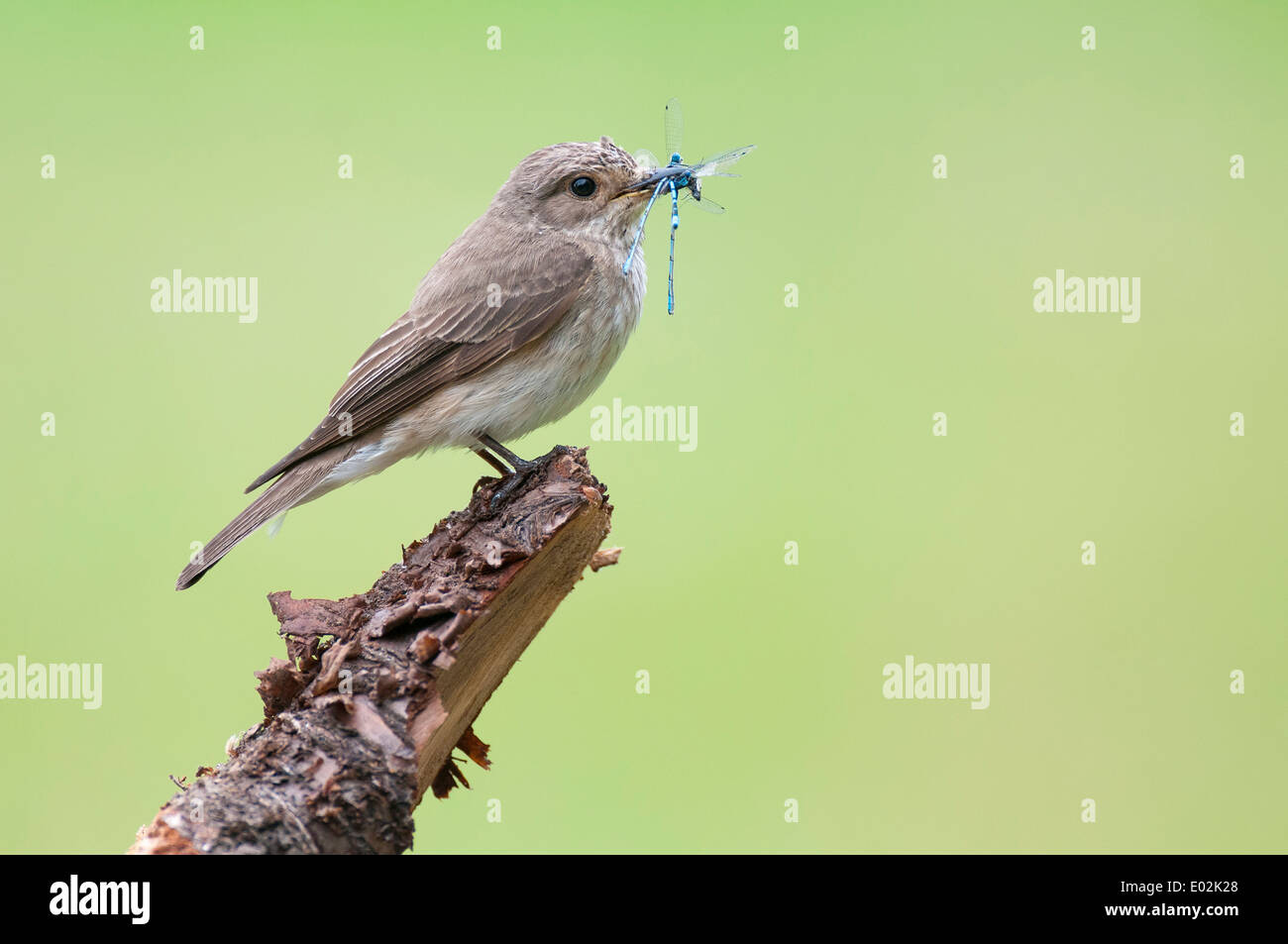 spotted flycatcher with prey in pecker, muscicapa striata, lower saxony, germany Stock Photo