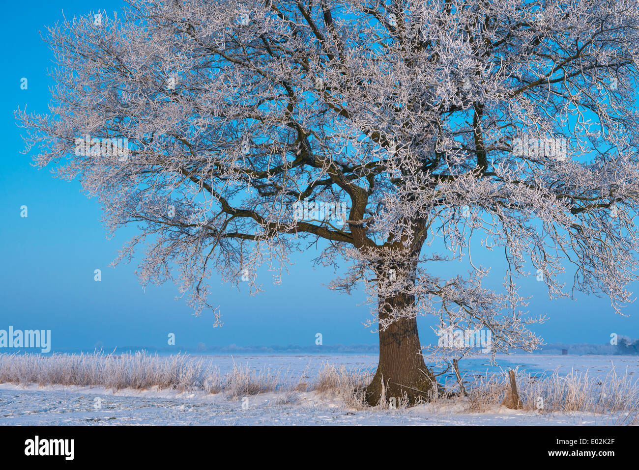 Oak tree winter blue sky hi-res stock photography and images - Alamy