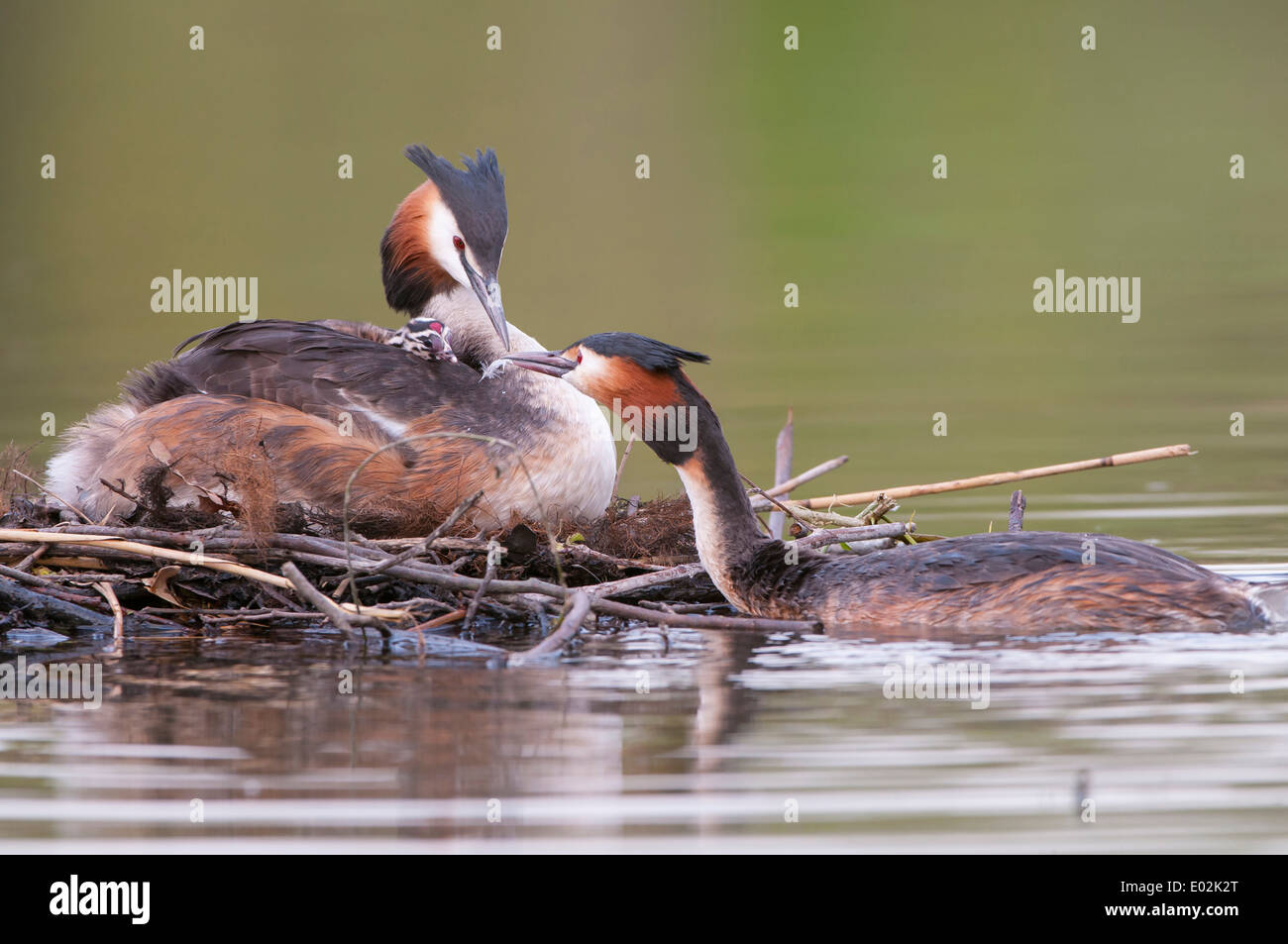 great crested grebes, podiceps cristatus Stock Photo