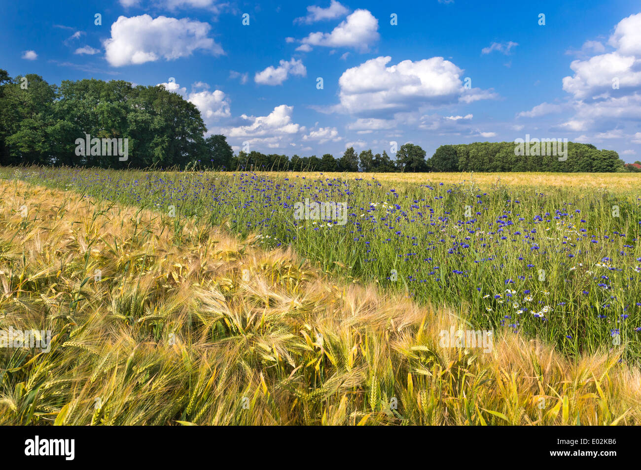 cornflower in rye field, centaurea cyanus, goldenstedt, vechta, lower saxony, niedersachsen, germany Stock Photo