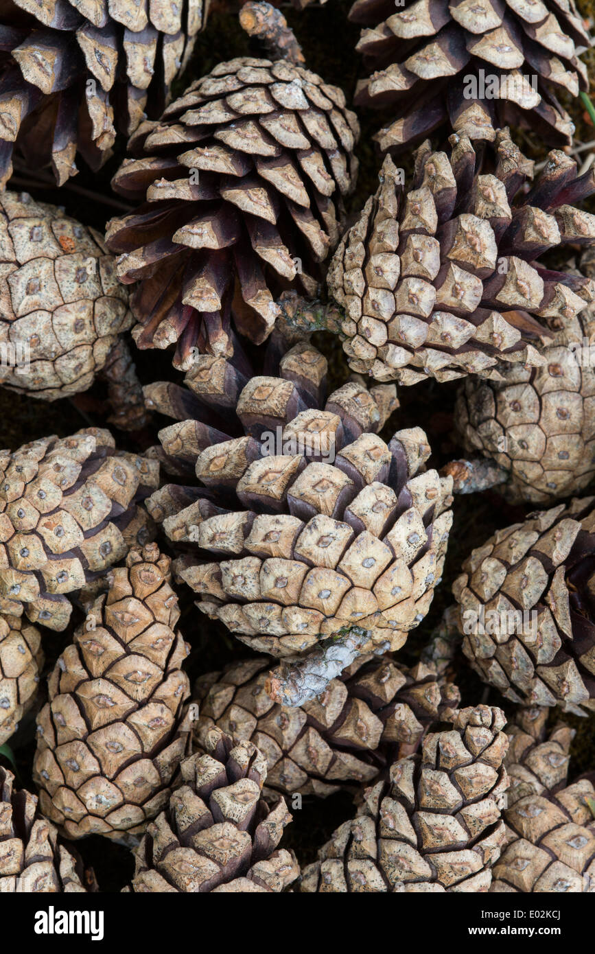 pine cones Stock Photo