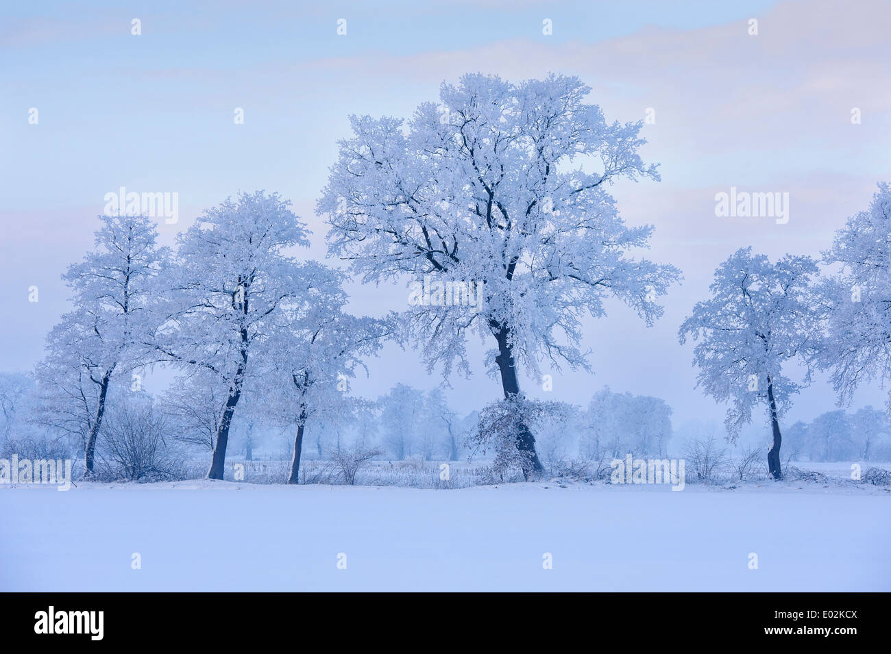 oaks in winter, vechta district, niedersachsen, germany Stock Photo