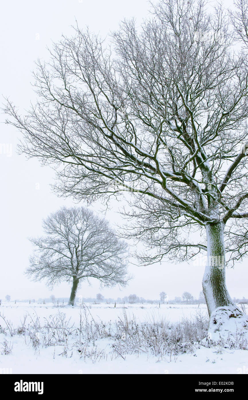 oaks in winter, vechta district, niedersachsen, germany Stock Photo