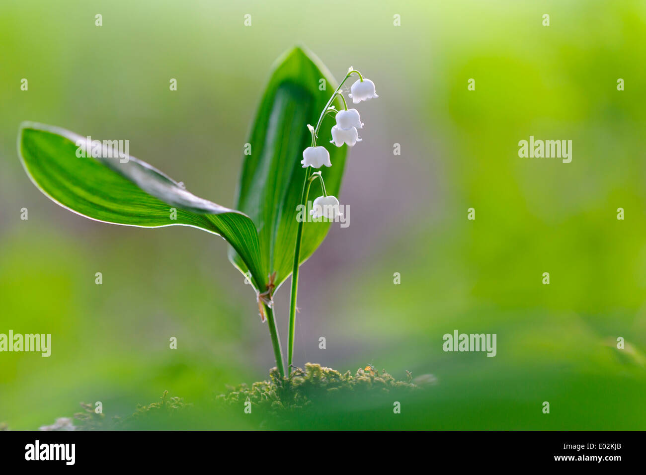 White lily valley convallaria hi-res stock photography and images - Alamy