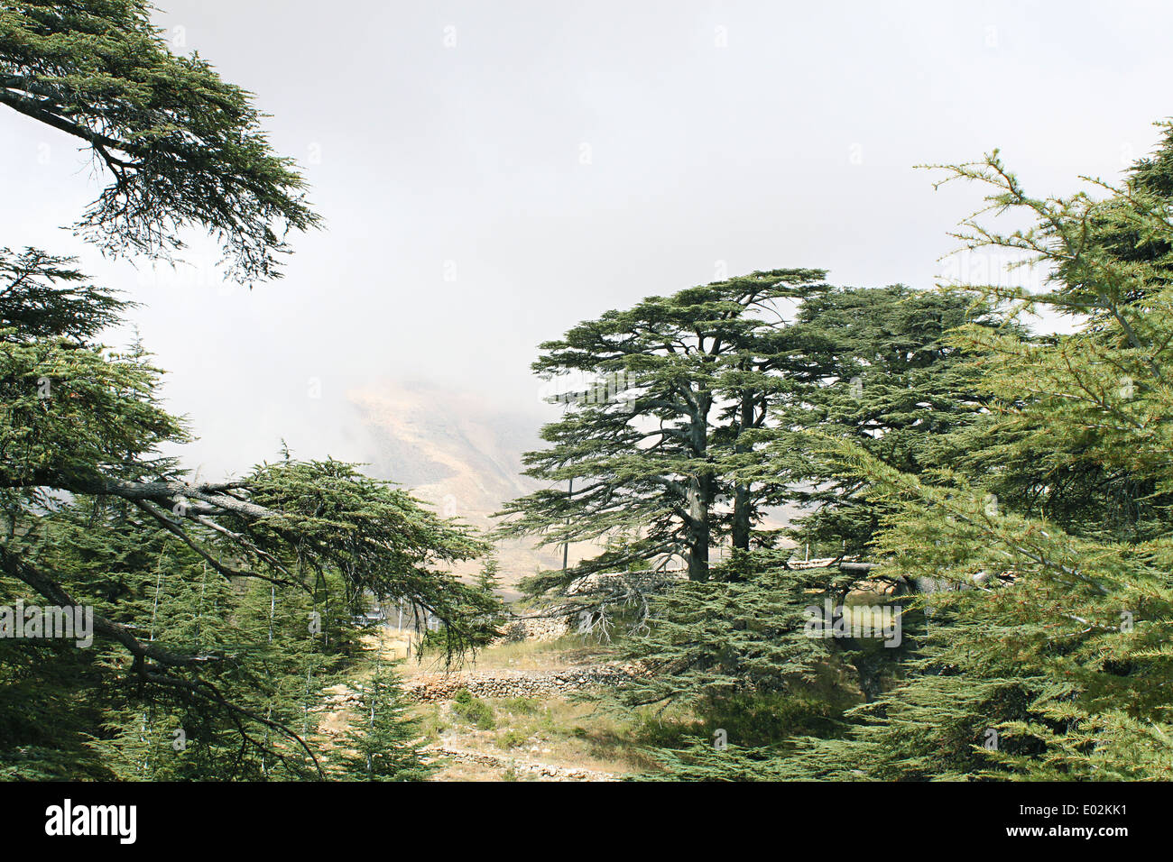 Cedar Forest, Lebanon Stock Photo