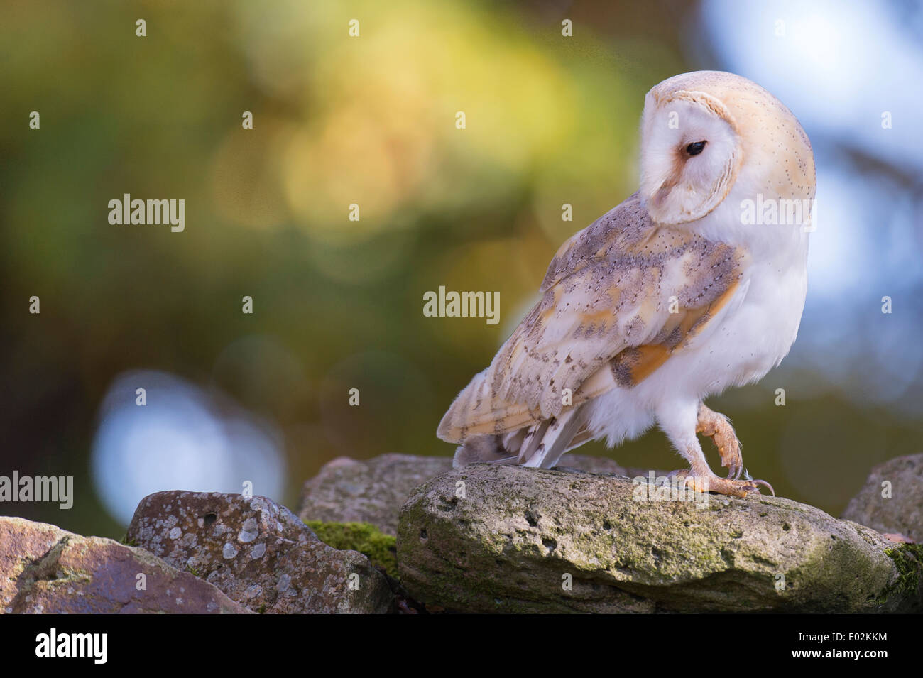 barn owl, tyto alba, vechta district, niedersachsen, lower saxony, germany Stock Photo