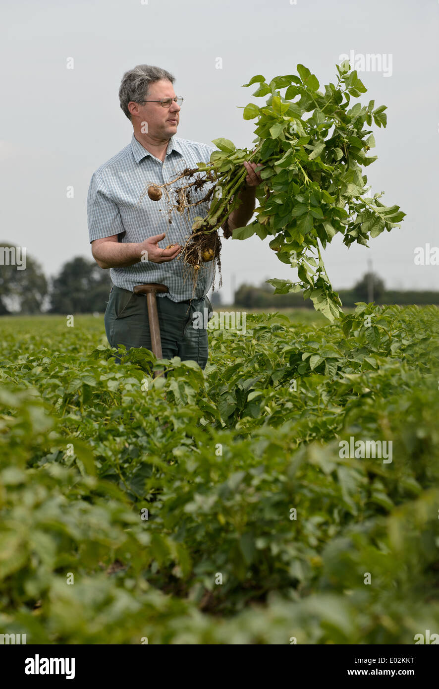 A farmer pulls up a root of fresh potatoes in a field in Lincolnshire, England, UK Stock Photo