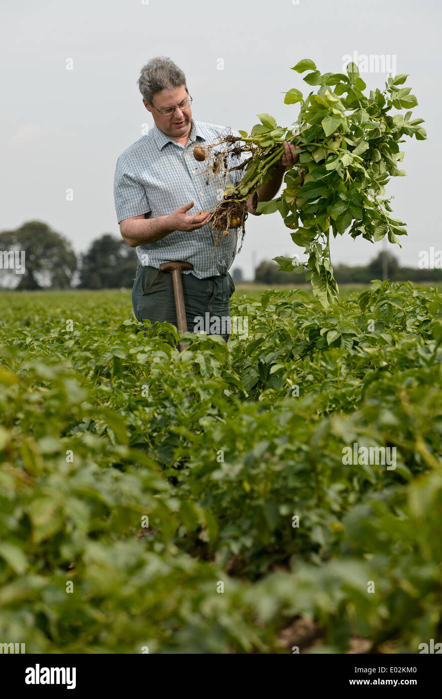 A farmer pulls up a root of fresh potatoes in a field in Lincolnshire, England, UK Stock Photo