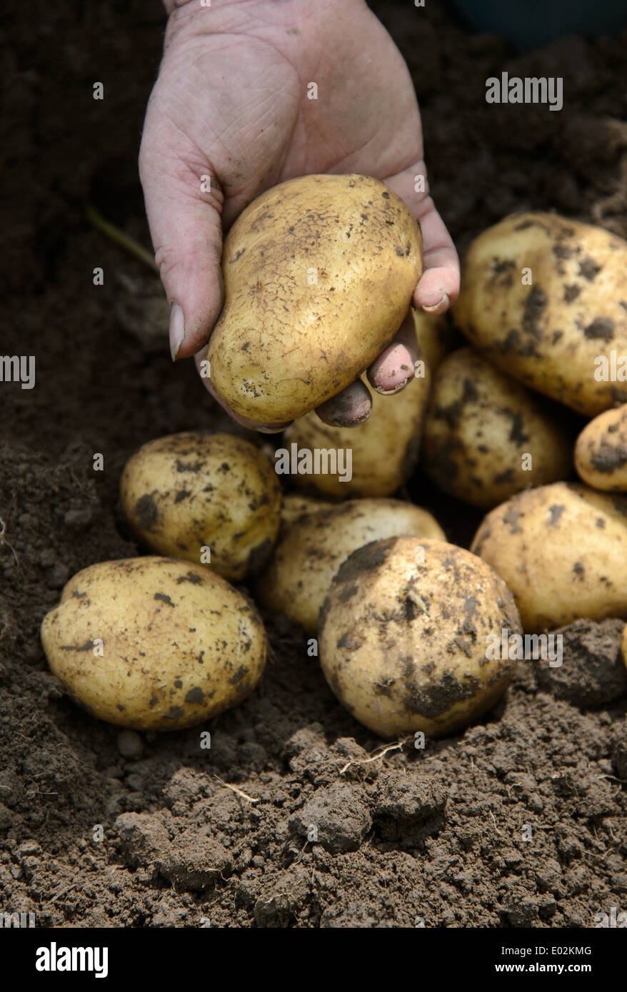 Freshly dug up potatoes in a field in Lincolnshire, England UK Stock Photo
