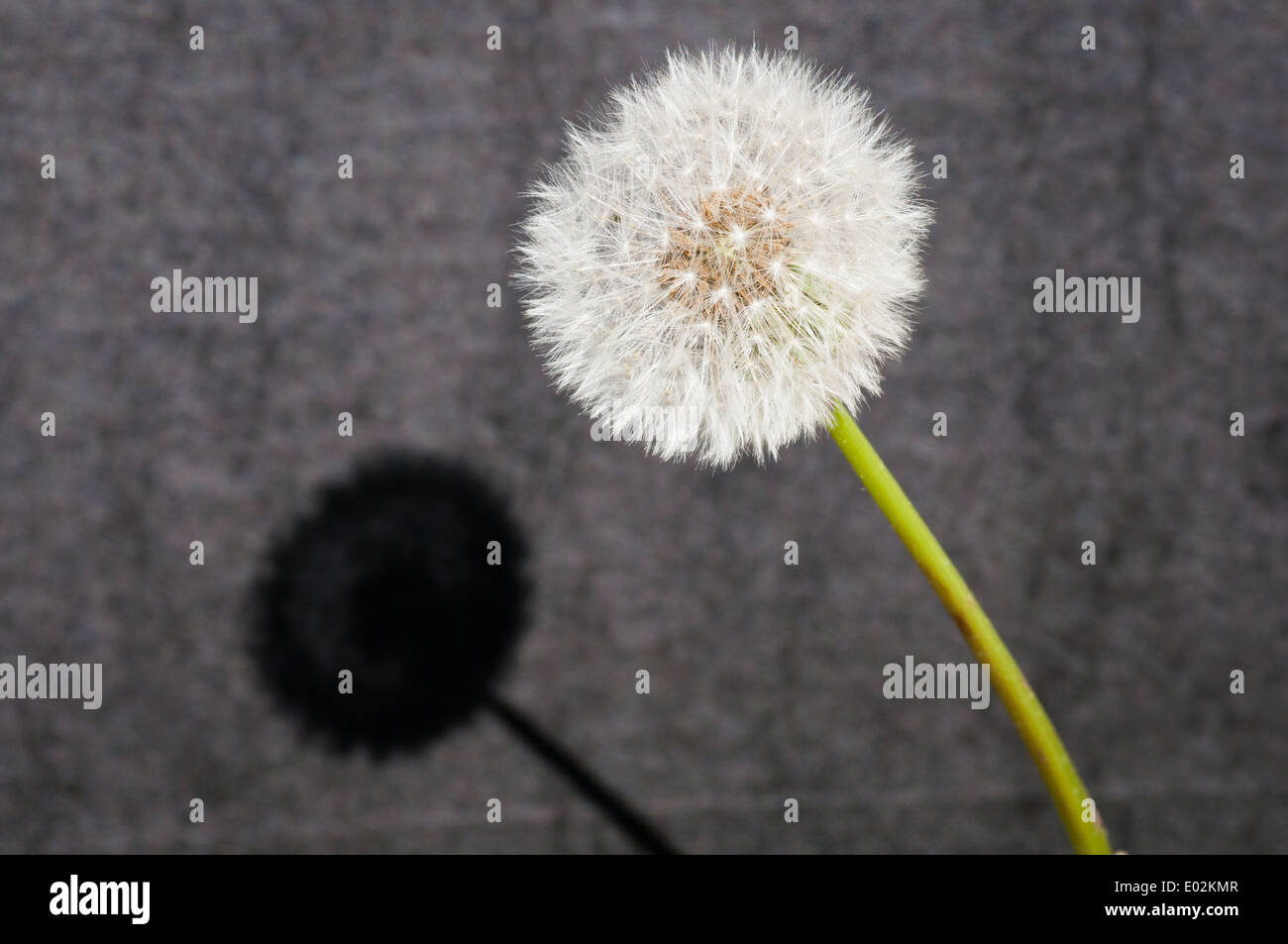 Taraxacum officinale seed hi-res stock photography and images - Alamy