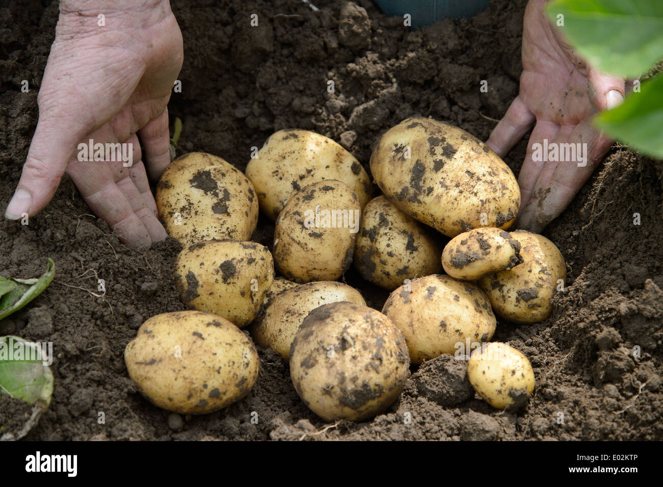Freshly dug up potatoes in a field in Lincolnshire, England UK Stock Photo