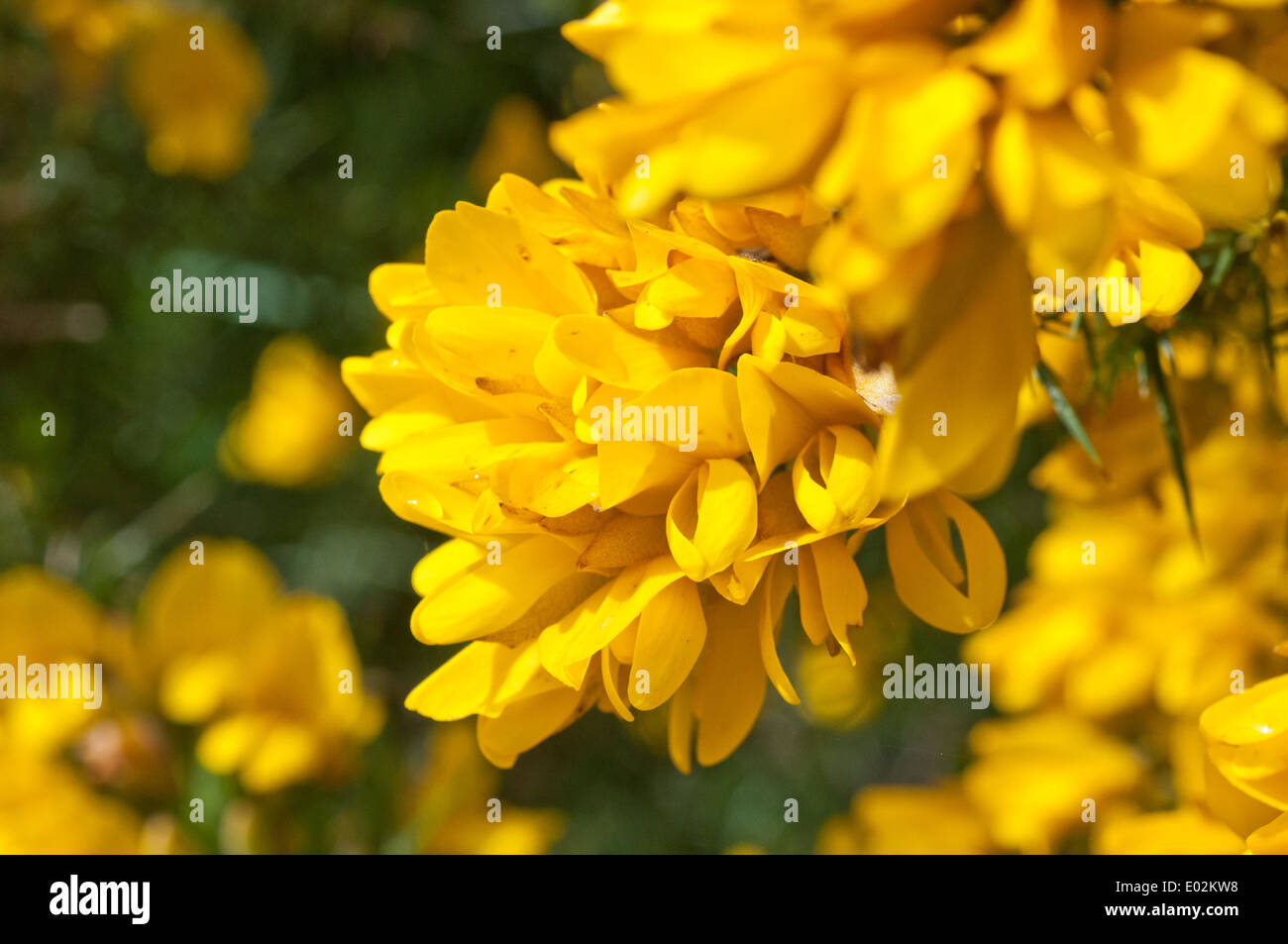Gorse Flowers in Bloom (Ulex) Stock Photo