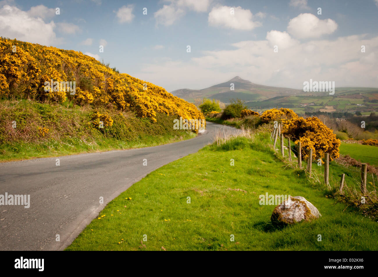 Mountain Road line with Yellow Gorse in Full Bloom Stock Photo