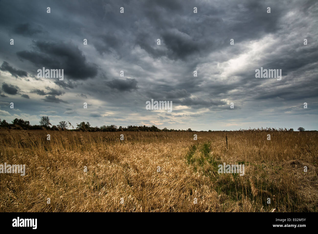 Dark dramatic landscape stormy sky over wetlands Stock Photo - Alamy