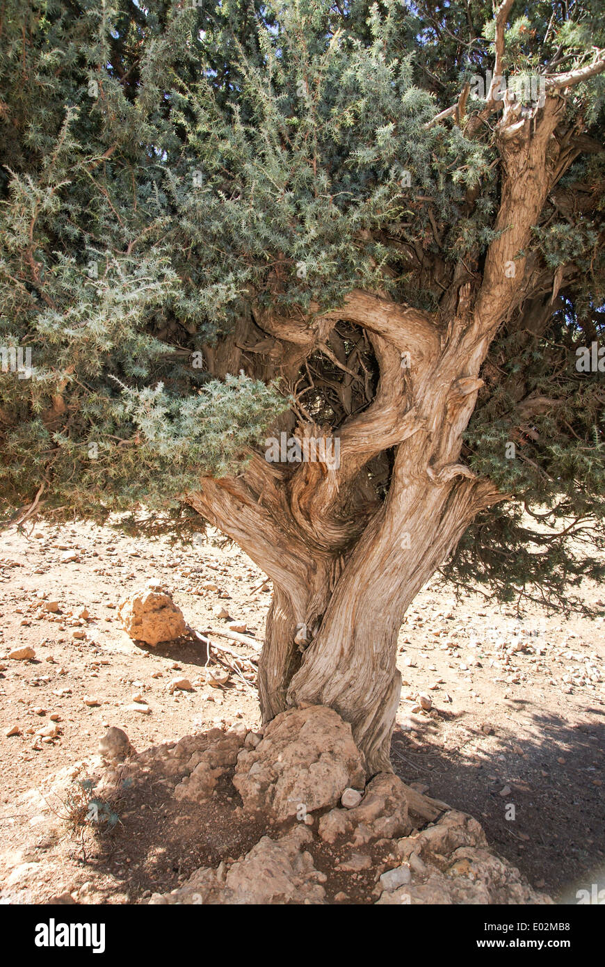 Prickly cedar hi-res stock photography and images - Alamy