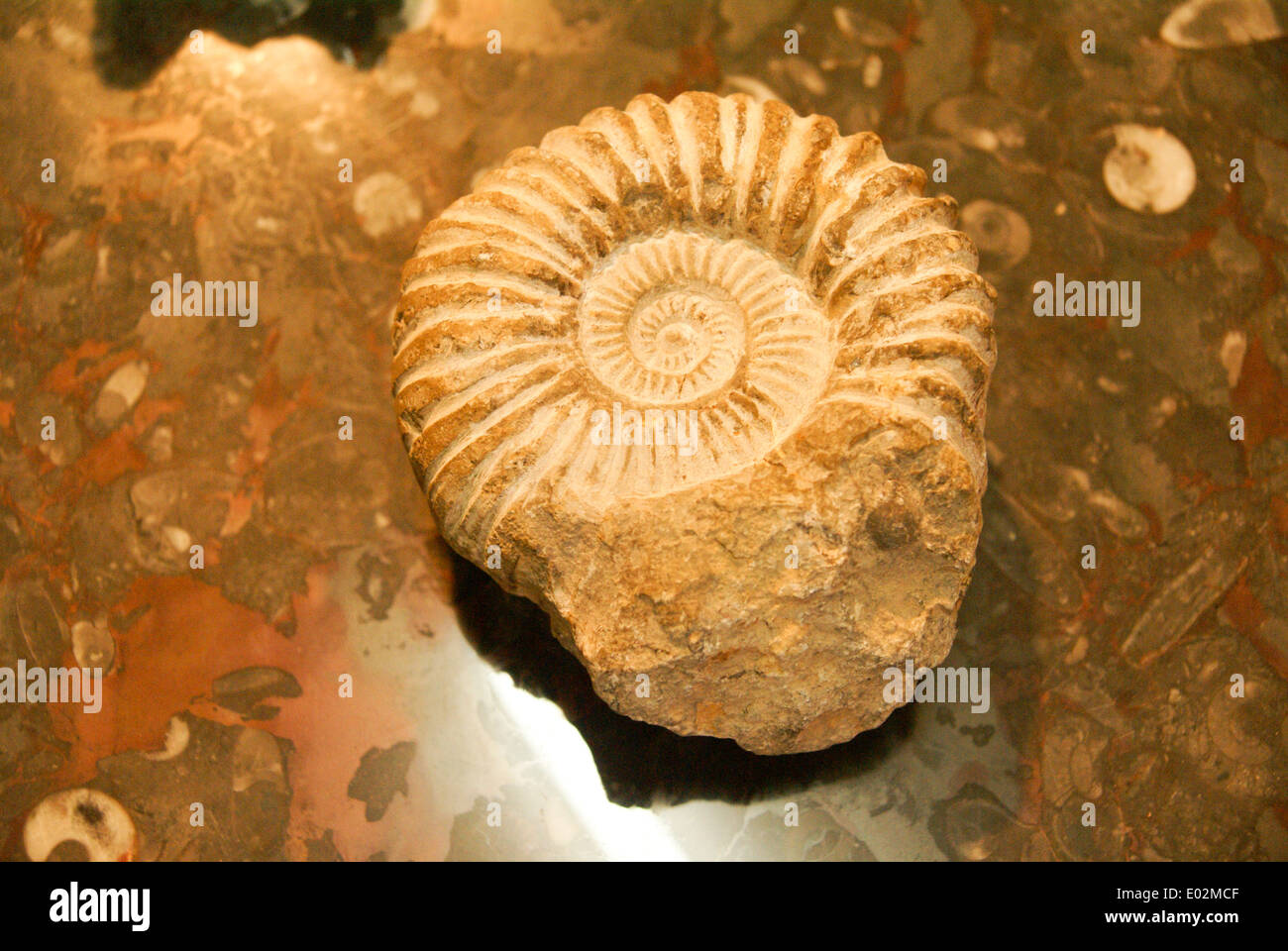 Ammonite fossil stone, close up, found in the Atlas mountains, Morocco. Jurassic period. Photographed in Morocco Stock Photo