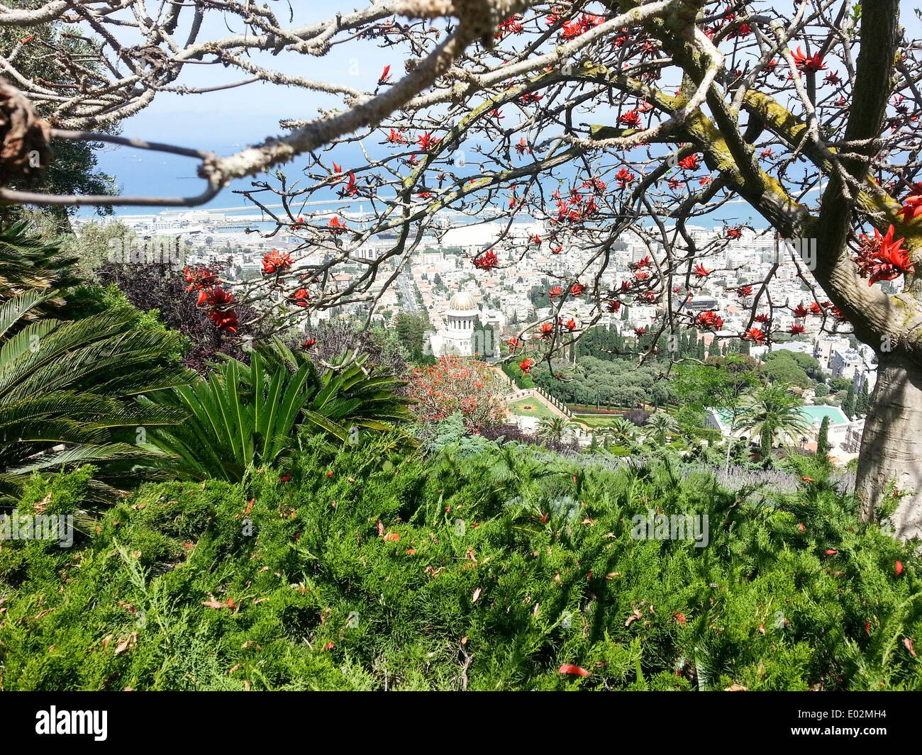 Israel, Haifa. downtown and the bay of Haifa as seen from mount Carmel ...