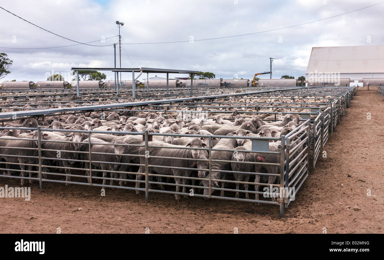 Katanning Saleyard Complex, the largest sheep selling centre in Western