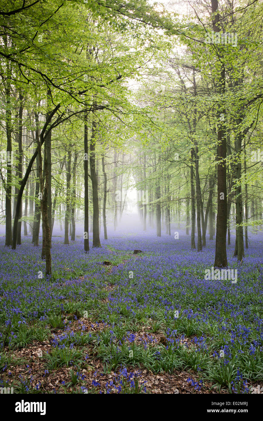 Misty Bluebell and Beech tree woodland in the English countryside Stock Photo