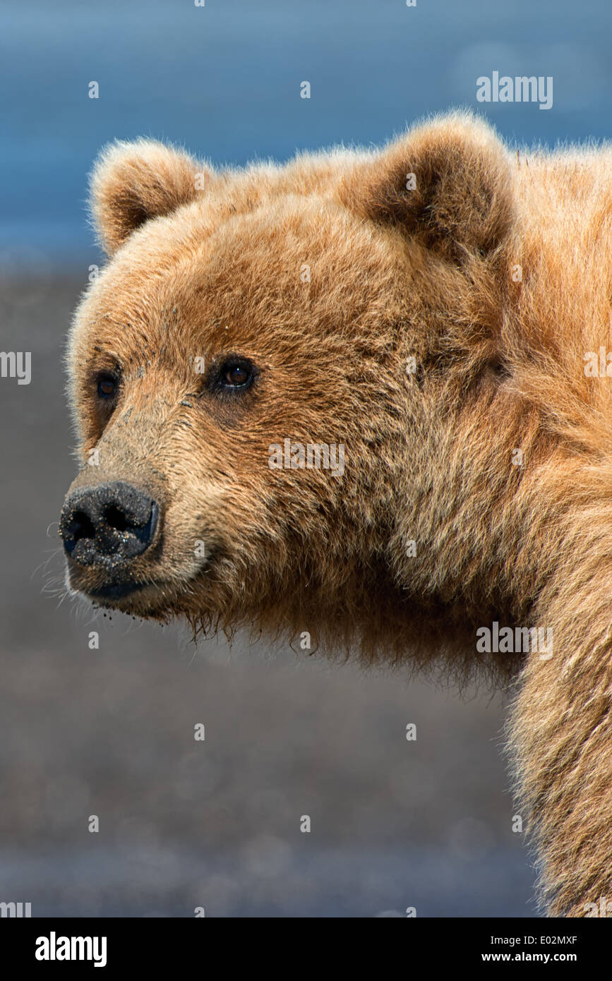 Portrait of a Coastal Brown Bear, Lake Clark National Park Alaska Stock Photo