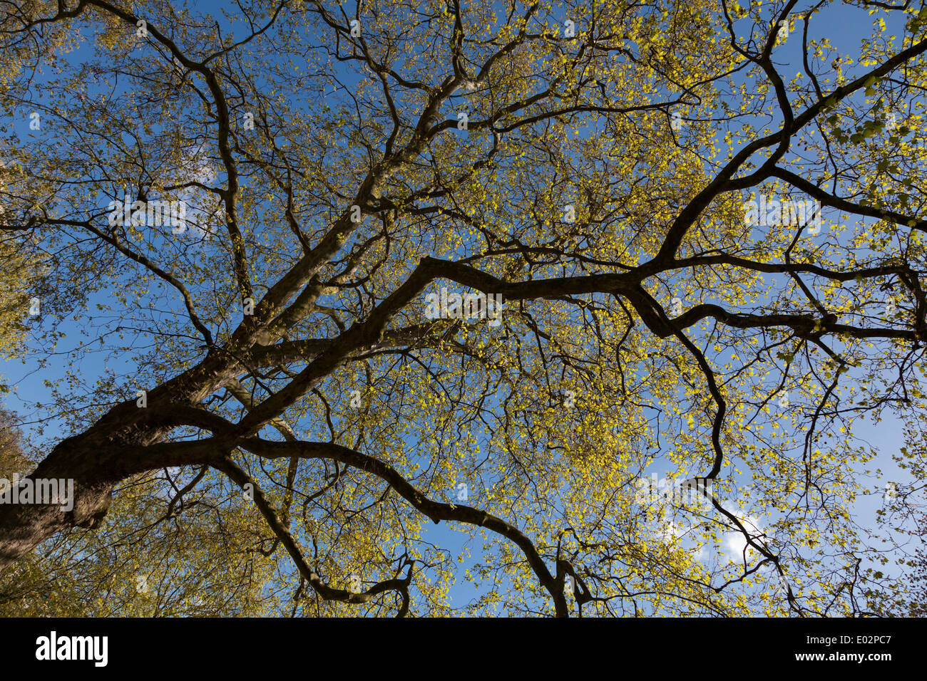 Looking up at London Plane Tree in early spring as it begins to leaf. Stock Photo