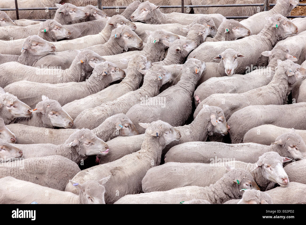 Katanning Saleyard Complex, the largest country sheep selling centre in