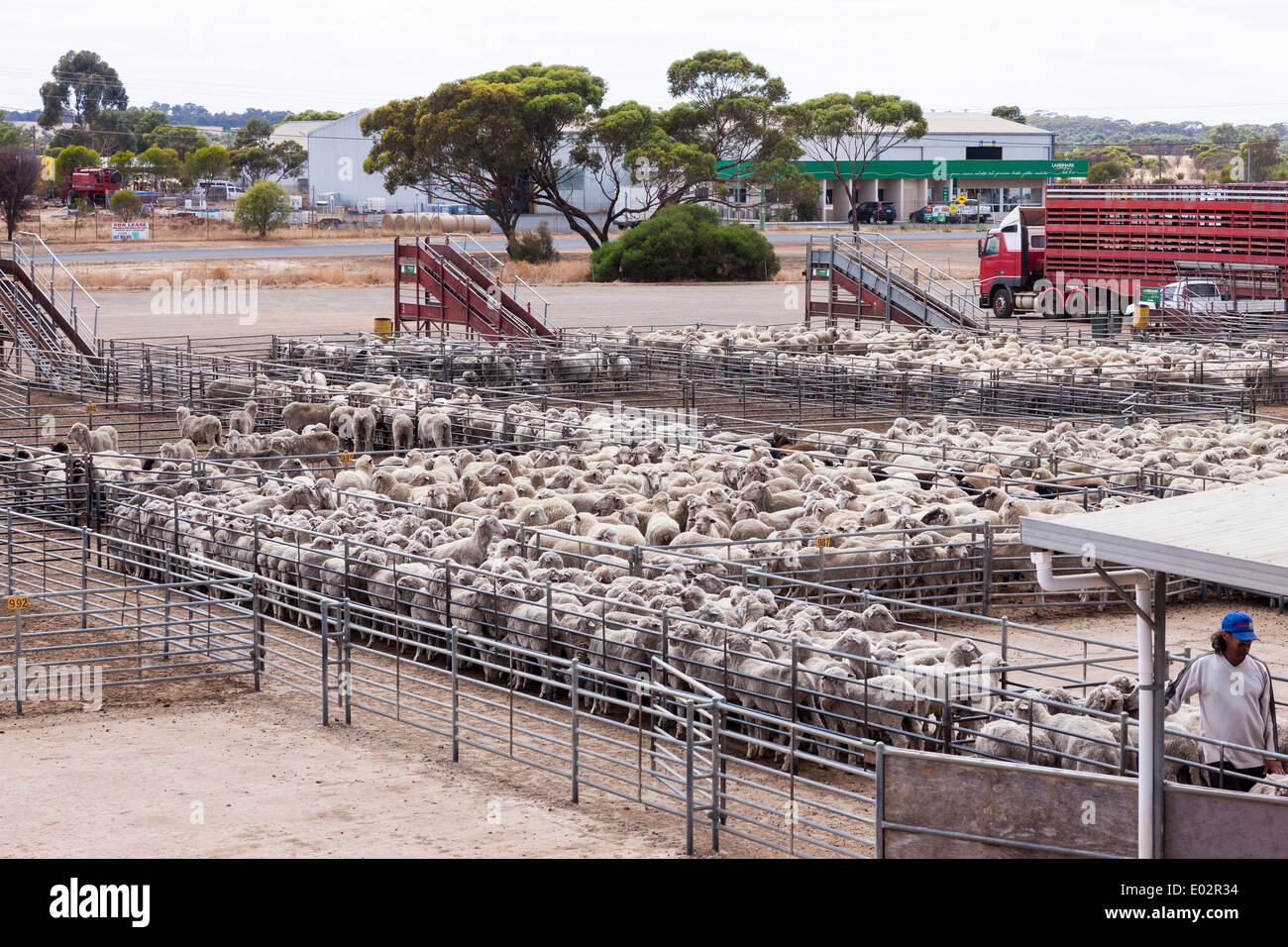 Katanning Saleyard Complex, the largest sheep selling centre in Western
