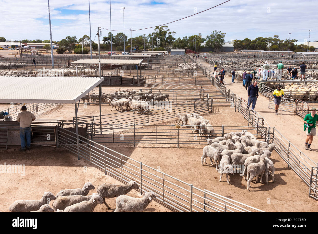 Sheep sale yard hires stock photography and images Alamy
