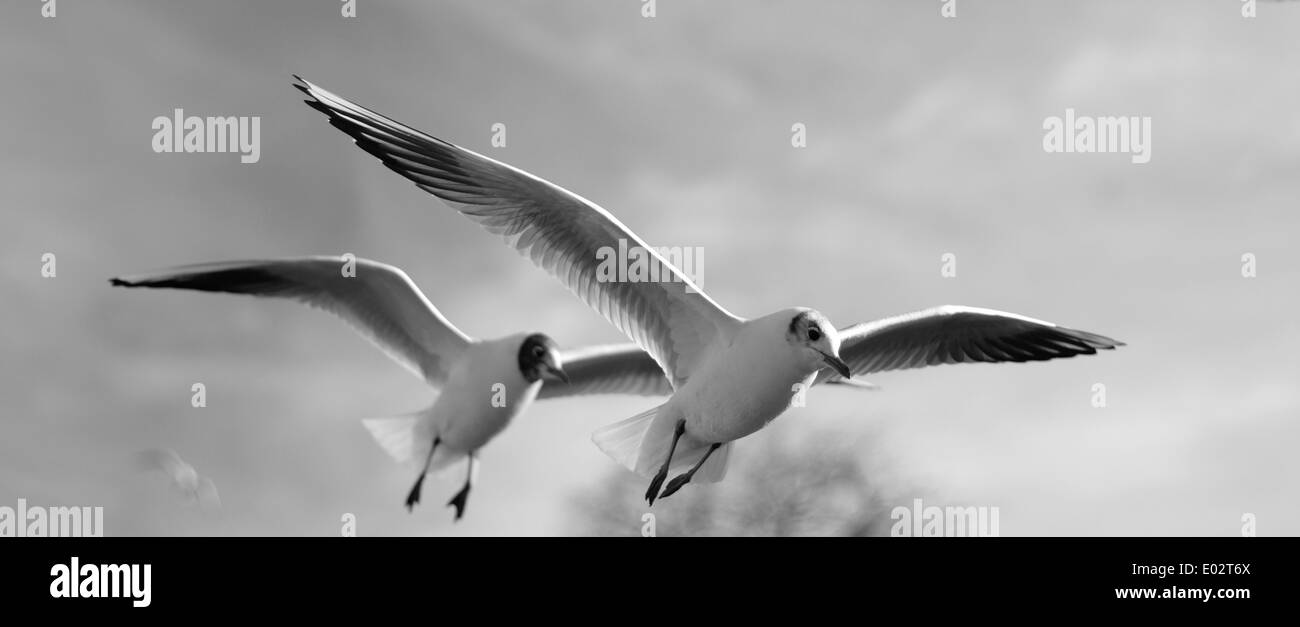 Two seagulls overhead against the sky, UK Stock Photo
