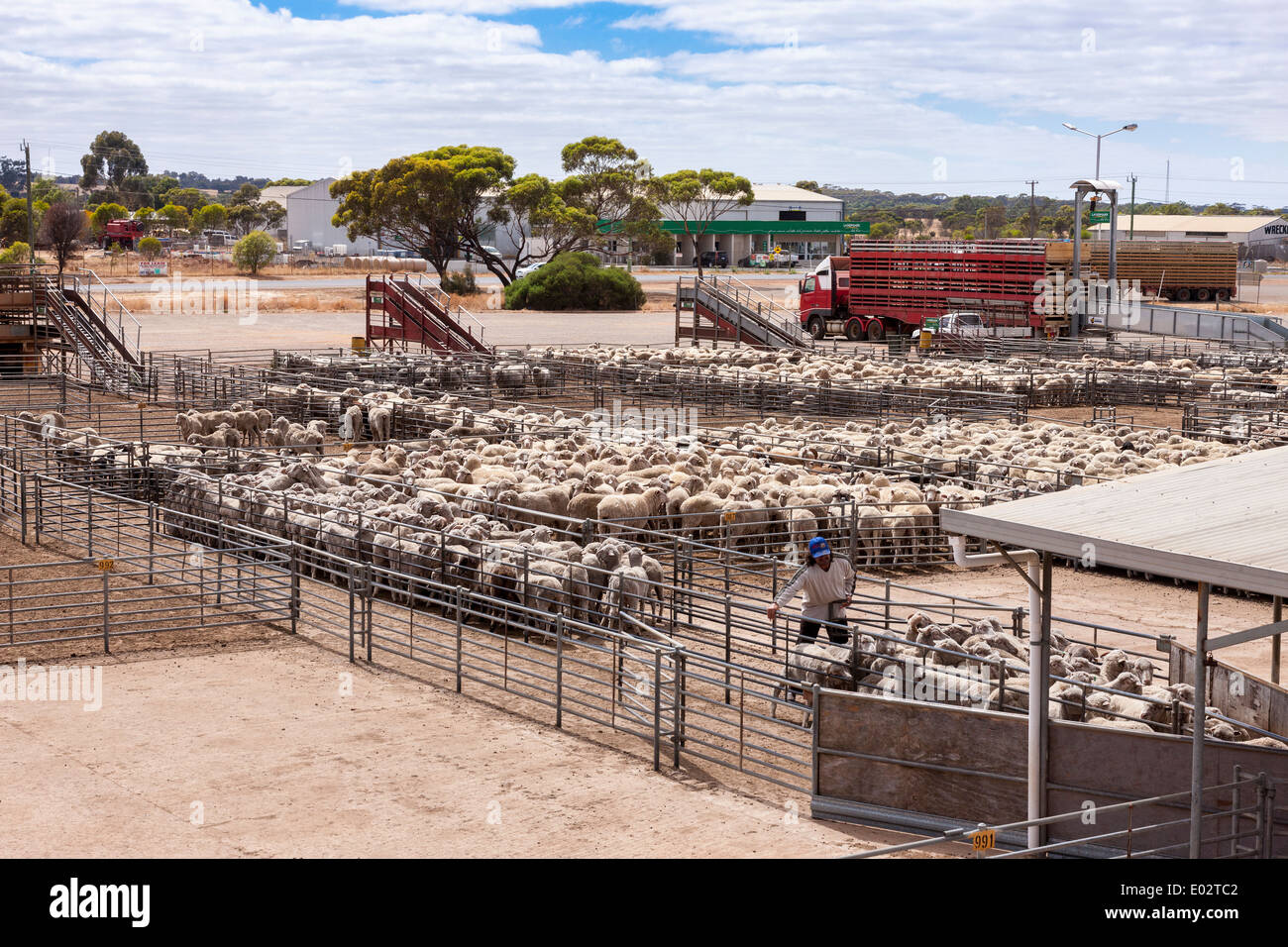 Katanning Saleyard Complex, the largest sheep selling centre in Western