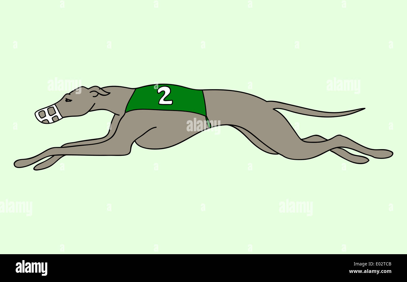 Racing Greyhound dog illustration Stock Photo