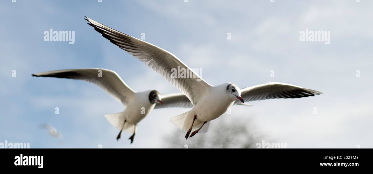 Two seagulls overhead against the sky, UK Stock Photo