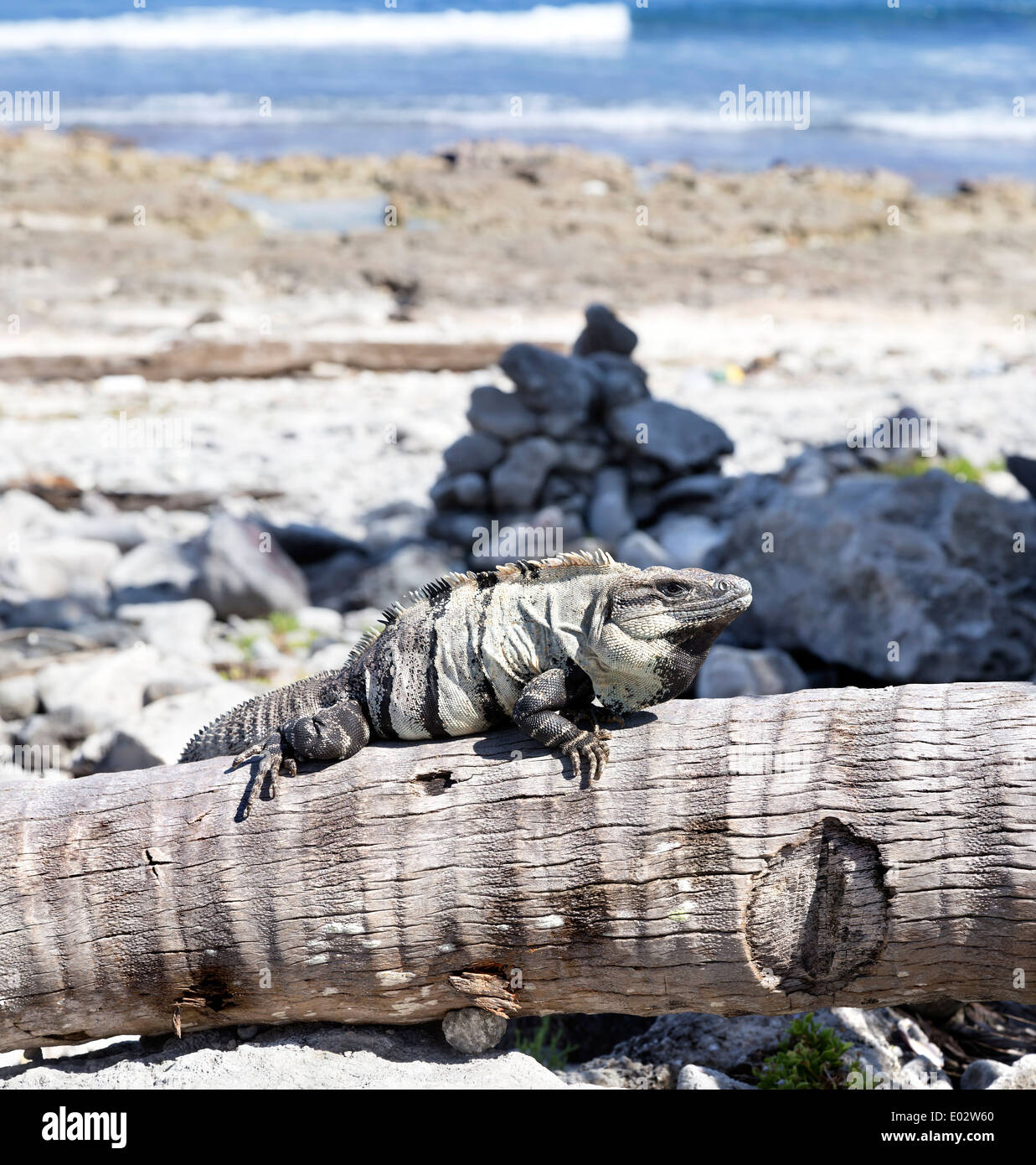 Mexican spiny tailed iguana ctenosaura pectinata hires stock