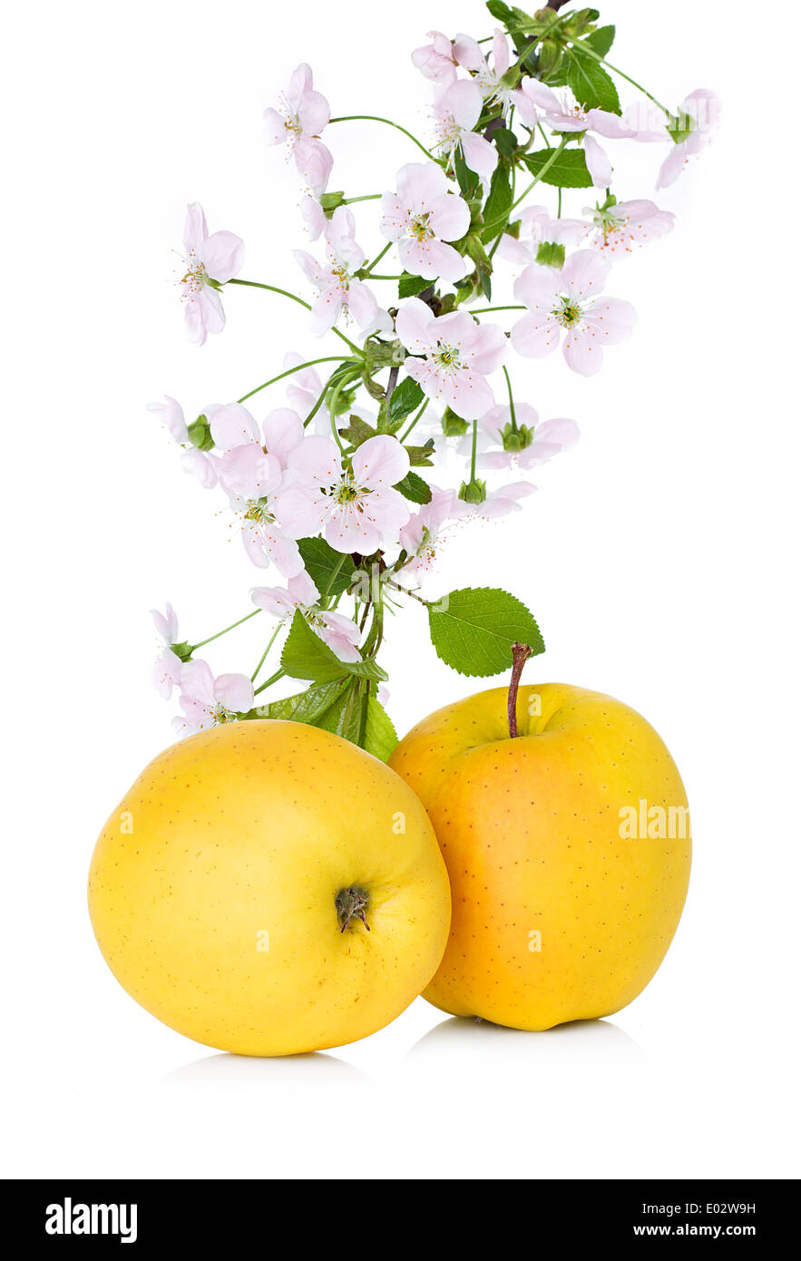 apple and apple blossom, flowers branch isolated Stock Photo Alamy